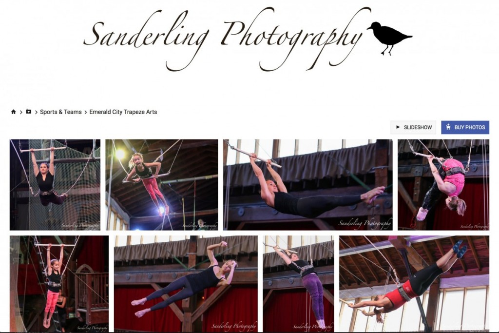 Sanderling Photography